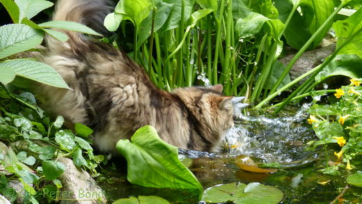 Sibirische Katzen Katrinchen von der Gronau